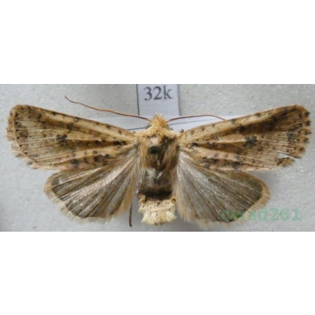 Conistra rubiginea (Denis & Schiffermüller, 1775) Porożnica rudnica Czech32k